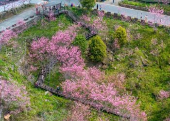 嘉義石棹茶旅兩日遊正夯 雲霧步道遇見夜櫻浪漫