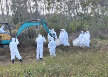 苗栗後龍外埔挖出千隻斃死雞　縣長鍾東錦震怒指示以刑案偵辦