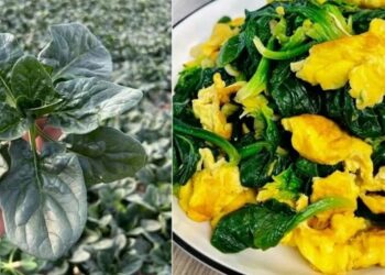 河南「趴地菠菜」北京爆紅 冬日菜籃子添綠意