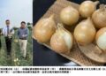 新鮮蔥蔥到來!高雄林園洋蔥正式上市 大球洋蔥鮮甜可口 即日起開放訂購