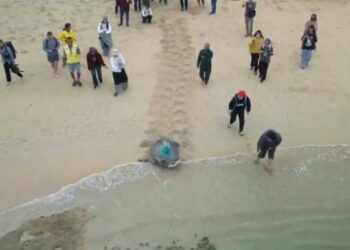 小琉球罕見紀錄冬季產卵 海保署追蹤母龜繁殖時序變化