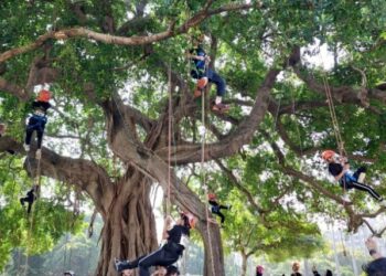 全台首創國小學童攀樹邀請賽  台中公園熱鬧登場