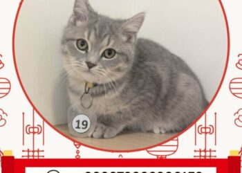 「喵星人命定配對」活動  嘉畜所2月8日抽出幸運飼主