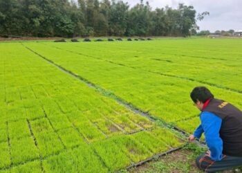 花蓮縣府爭取農業部公告吉安鄉水稻秧苗低溫現金救助 受理期限至3/2止