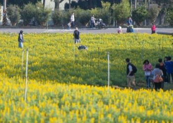 2026魯冰花季年後登場 活動亮點搶先看 春遊大龍門 日遊花海 夜賞花燈