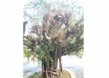 溪洲地標清水寺「歡喜榕樹」 生病枯萎了