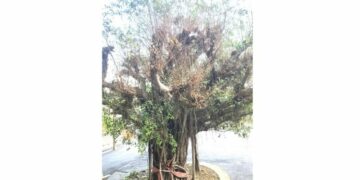 溪洲地標清水寺「歡喜榕樹」 生病枯萎了