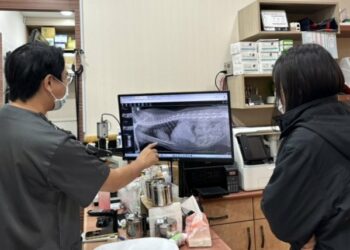 農曆春節將至 動保處公告動物醫院門診時間  提醒飼主提早備藥