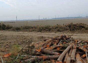 台糖為高壓電安全砍樹引爭議 里民籲公開生態評估依據