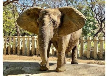 再見「阿里」 壽山動物園非洲象安詳離世 園方感謝一生陪伴