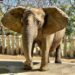 再見「阿里」 壽山動物園非洲象安詳離世 園方感謝一生陪伴