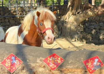 壽山動物園特製「金馬五吉」年菜 動物圍爐過馬年