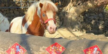 壽山動物園特製「金馬五吉」年菜 動物圍爐過馬年