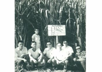 溪洲「甘蔗大戶」葉再生 糖廠鼓勵