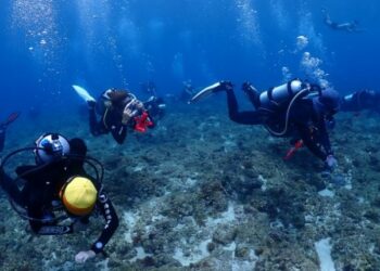 領運動幣潛水去!海委會加碼 攜手友善潛店守護蔚藍海洋