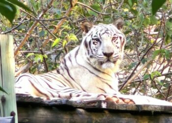 陪伴高雄14載 壽山動物園高齡明星白老虎「昭海」圓滿謝幕