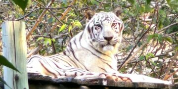 陪伴高雄14載  壽山動物園高齡明星白老虎「昭海」圓滿謝幕