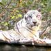 陪伴高雄14載 壽山動物園高齡明星白老虎「昭海」圓滿謝幕