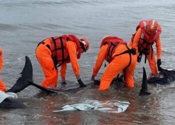 車城海口驚見小虎鯨集體擱淺 海巡緊急動員搶救