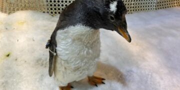 屏東海生館企鵝脫下舊羽換新裝  2026年「我與企鵝的0.1毫米」反應熱烈