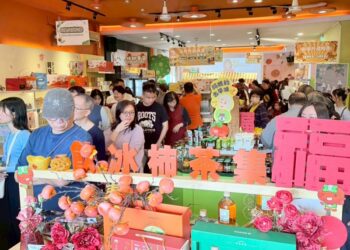 嘉義番路鄉農會飲冰柿茶集湧現採購熱潮 半天岩櫻花助攻春節人潮創新高