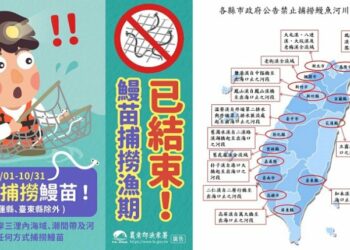 為鰻魚產業永續 3/1起禁捕鰻苗