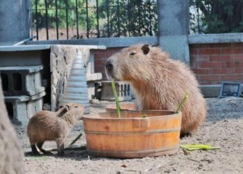 台南安平連假看水豚寶寶送提燈