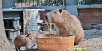 台南安平連假看水豚寶寶送提燈