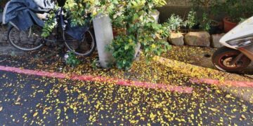 詩詞連結生活  落花也試試寫對聯