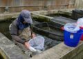 花蓮縣水產培育所3/1起開放魚苗配售 提供在地優質魚苗來源