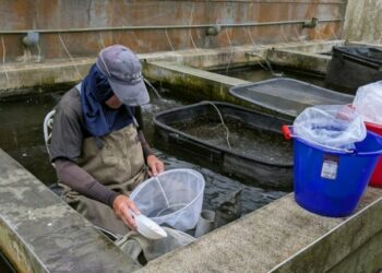 花蓮縣水產培育所3/1起開放魚苗配售 提供在地優質魚苗來源