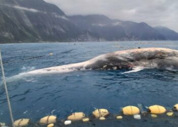 花蓮定置漁場驚見鬚鯨死亡個體 海保署啟動解剖釐清死因