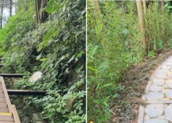 紫色山城再升級 減法設計打造低碳永續瑞里林蔭步道