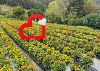 竹縣尖石那羅灣金盞花季登場　  「黃金香草部落」打造春日農遊新亮點