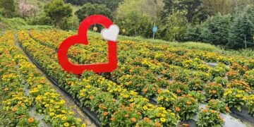 竹縣尖石那羅灣金盞花季登場　  「黃金香草部落」打造春日農遊新亮點