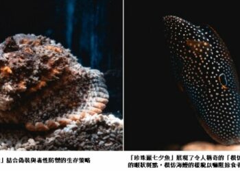 海底也有魔法師？ 屏東海生館揭開海洋生物隱形術  從偽裝到模仿 展現海洋生物生存智慧