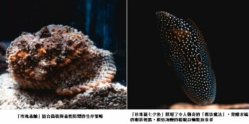海底也有魔法師？ 屏東海生館揭開海洋生物隱形術  從偽裝到模仿 展現海洋生物生存智慧