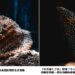 海底也有魔法師？ 屏東海生館揭開海洋生物隱形術  從偽裝到模仿 展現海洋生物生存智慧