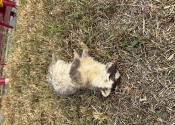 野生動物屍體不要靠近  屏東春日再現狂犬病鼬獾