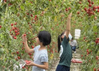 一顆番茄的三年風味革命！美濃又生農場「32種番茄開箱日」14日盛大登場 限定體驗活動開放報名中