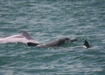 白海豚114年度監測成果　新增4隻幼豚納入個體名錄