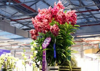 台南蘭展選出總冠軍萬代蘭