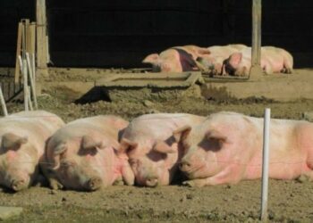 日本今年第2起豬瘟  約1550頭生豬將全面撲殺