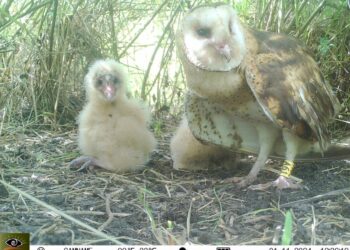 從「暗夜守護者」草鴞 看見國土綠網的關鍵拼圖  屏東率全台之先 打造海豐圳寮濕地保護示範區