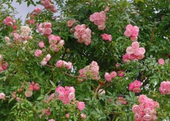 在玫瑰花海中相遇相愛 臺北玫瑰園促成佳偶