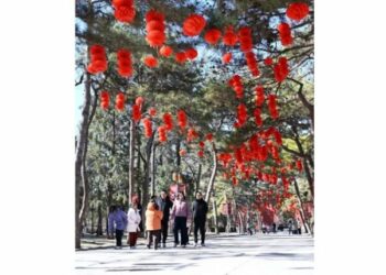 北京防治柏樹花粉過敏 新型花粉控制劑今春投入使用