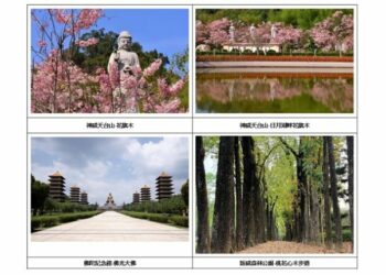 賞花祈福必遊！ 浪漫「粉紅雨」花旗木盛開  迎接六龜最浪漫的季節