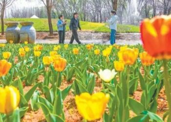 北京鬱金香文化節開幕  百萬花海迎春吸客
