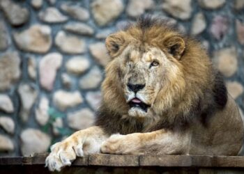 壽山動物園非洲獅「二哥」高齡離世  23載生命旅程圓滿謝幕
