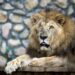 壽山動物園非洲獅「二哥」高齡離世  23載生命旅程圓滿謝幕